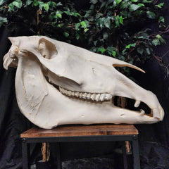 Friesian Horse Skull, XXL