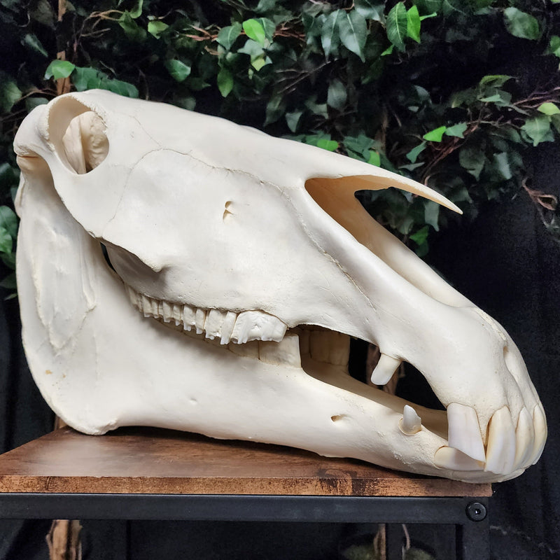 Friesian Horse Skull, XXL