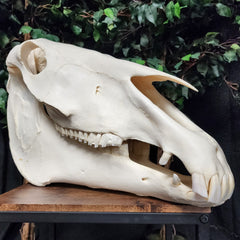 Friesian Horse Skull, XXL