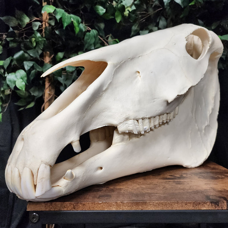 Friesian Horse Skull, XXL