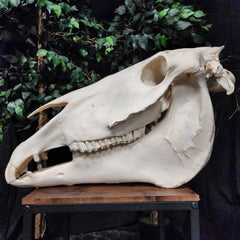 Friesian Horse Skull, XXL