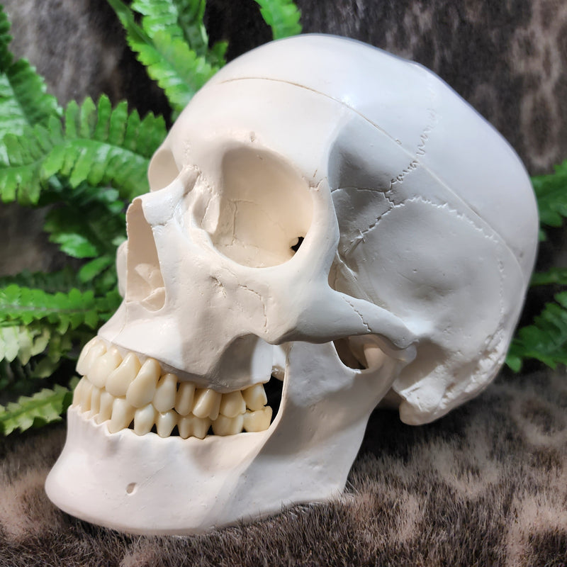 Human Skull (REPLICA)