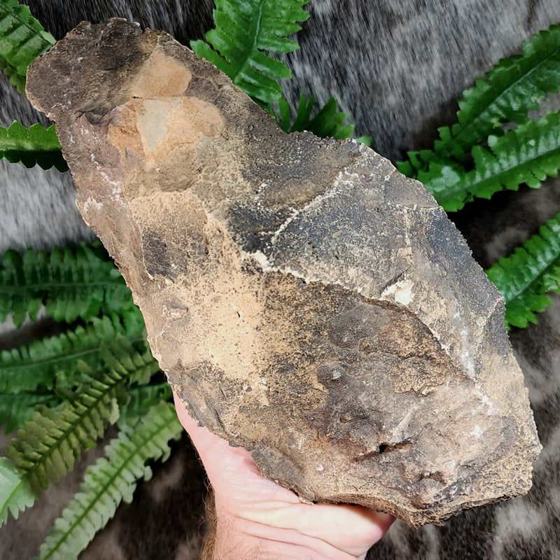 Ancient Acheulean Hand Axe, Morocco P (XXL)