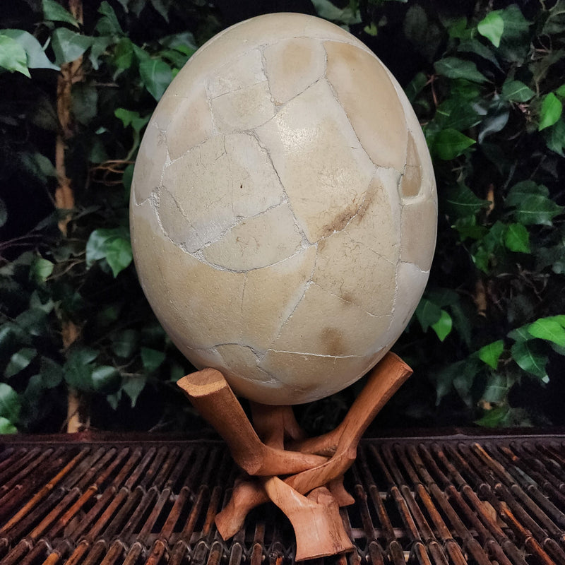 Extinct Elephant Bird Egg, B
