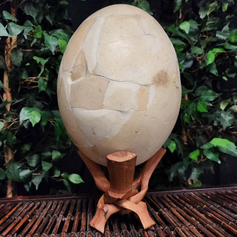 Elephant Bird Egg, B