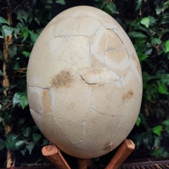 Elephant Bird Egg, B