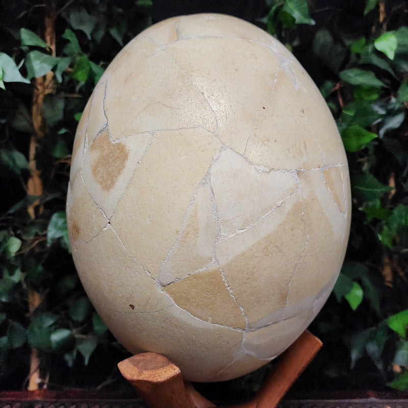 Elephant Bird Egg, B