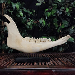 Cow Jaw Bone, On Stand