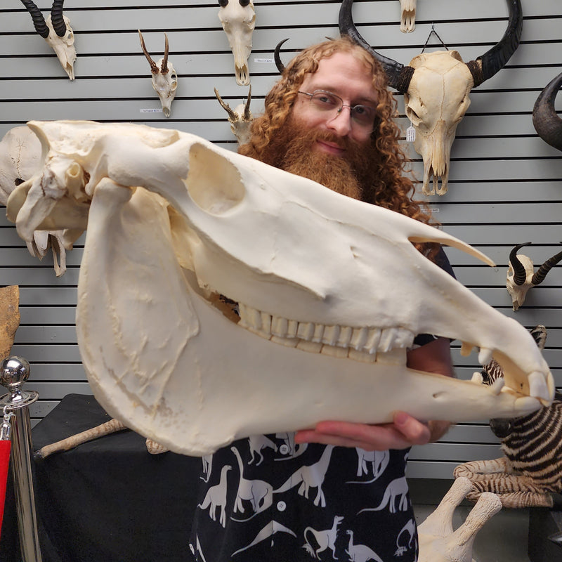 Friesian Horse Skull, XXL