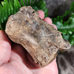 Bison Fossil Foot Bone C