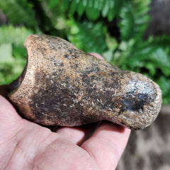 Bison Fossil Foot Bone D