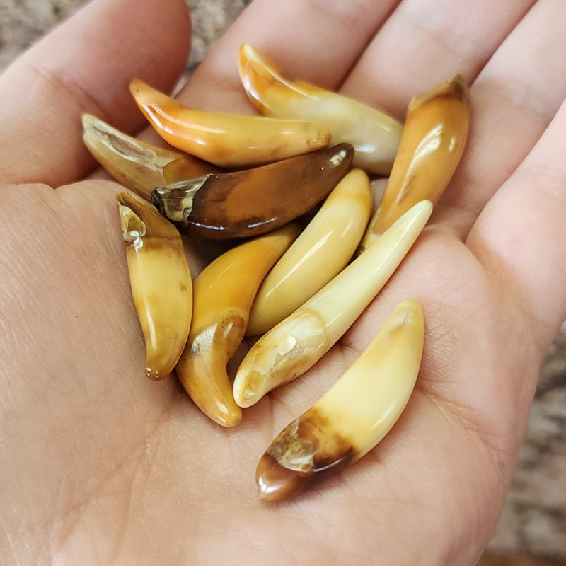 Seal Fossil Teeth