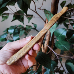 Cave Bear Penis Bone (Baculum), D