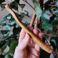 Cave Bear Penis Bone (Baculum), D