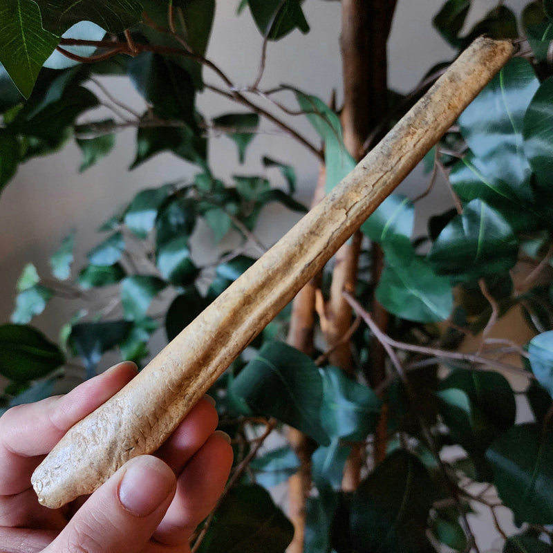 Cave Bear Penis Bone (Baculum), E