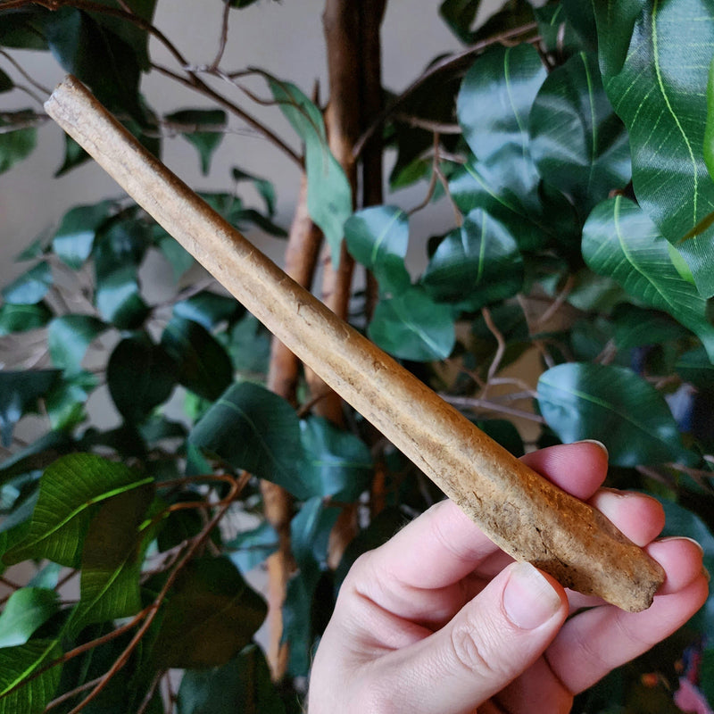 Cave Bear Penis Bone (Baculum), E