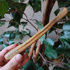 Cave Bear Penis Bone (Baculum), F