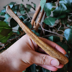 Cave Bear Penis Bone (Baculum), F