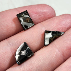 Brahin Pallasite Meteorite Slices