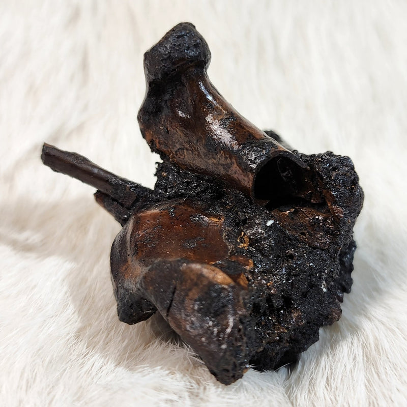 La Brea Tar Pit Bird Bones, D