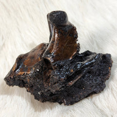 La Brea Tar Pit Bird Bones, D