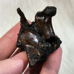 La Brea Tar Pit Bird Bones, D