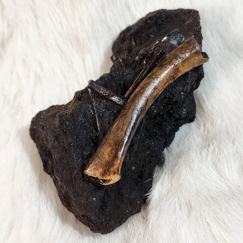 La Brea Tar Pit Bird Bones, E