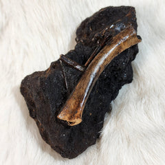 La Brea Tar Pit Bird Bones, E