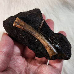 La Brea Tar Pit Bird Bones, E