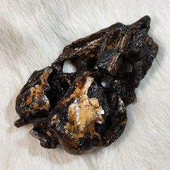 La Brea Tar Pit Condor Bones