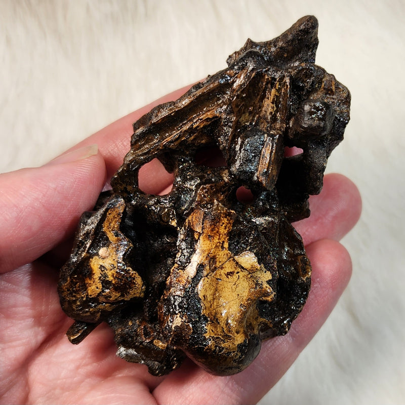 La Brea Tar Pit Condor Bones