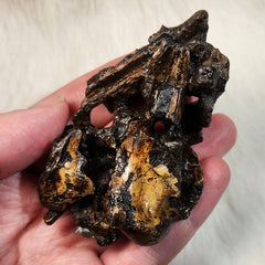 La Brea Tar Pit Condor Bones