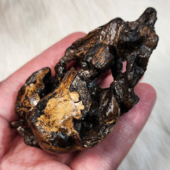 La Brea Tar Pit Condor Bones