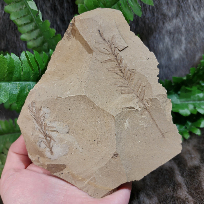 Dawn Redwood Fossil Leaves (Metasequoia), A
