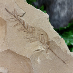 Dawn Redwood Fossil Leaves (Metasequoia), A