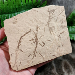 Dawn Redwood Fossil Leaves (Metasequoia), B