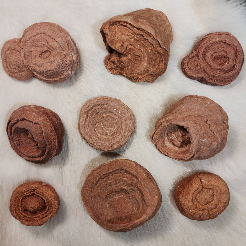 Stromatolite Fossils, Moroccan