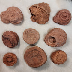 Stromatolite Fossils, Moroccan