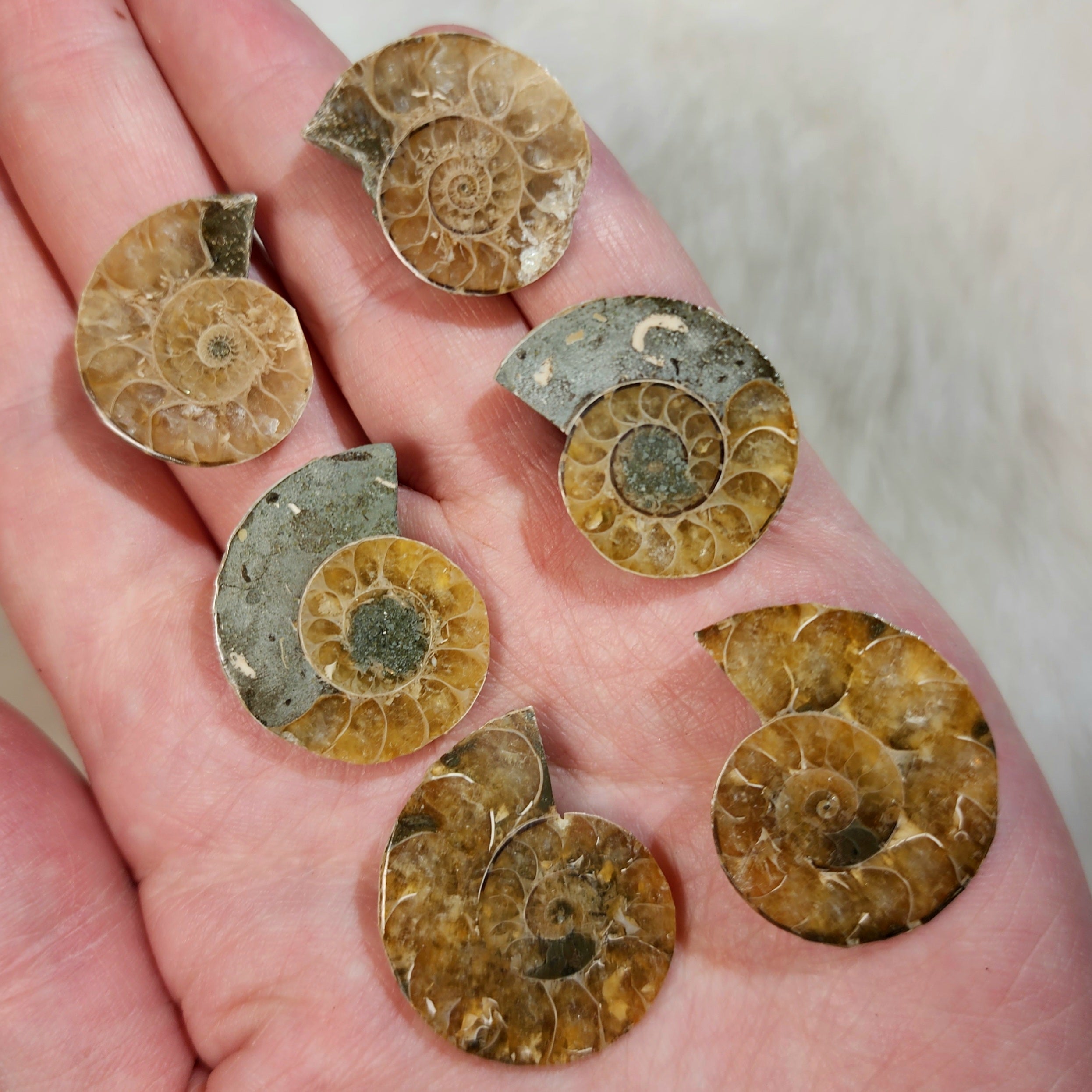 Polished Ammonites, PAIRS | SkullStore Inc.