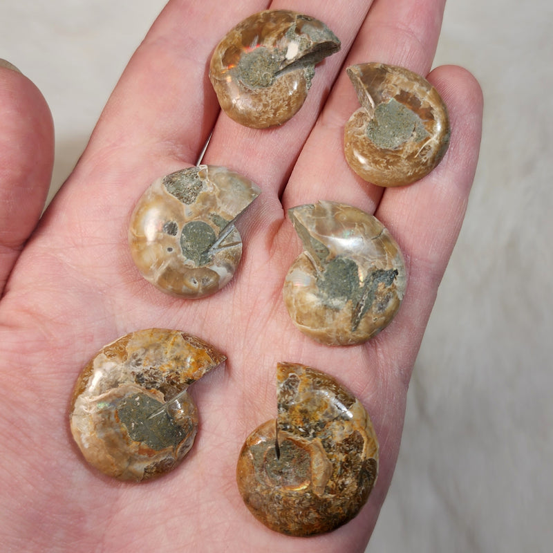 Polished Ammonites, PAIRS