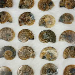 Polished Ammonites, Madagascar