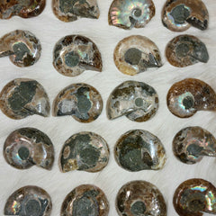 Polished Ammonites