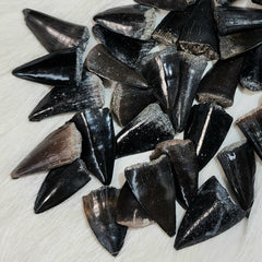Barracuda Teeth, Fossilized