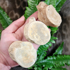 Plesiosaurus Vertebrae