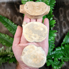 Plesiosaurus Vertebrae