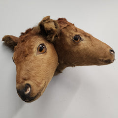 Two Headed Cow Taxidermy, Vintage (SALE)