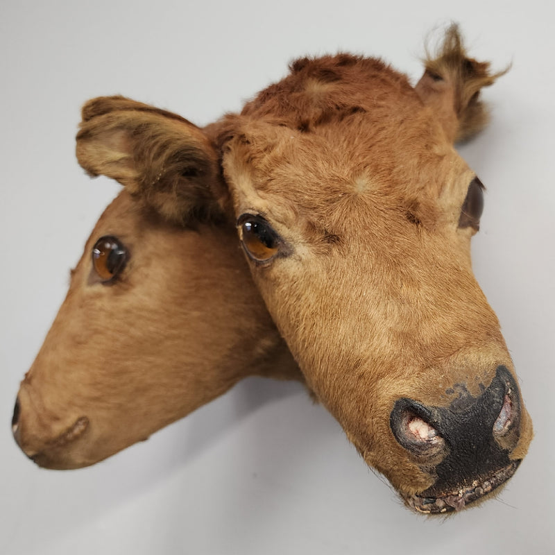 Two Headed Cow Taxidermy, Vintage (SALE)