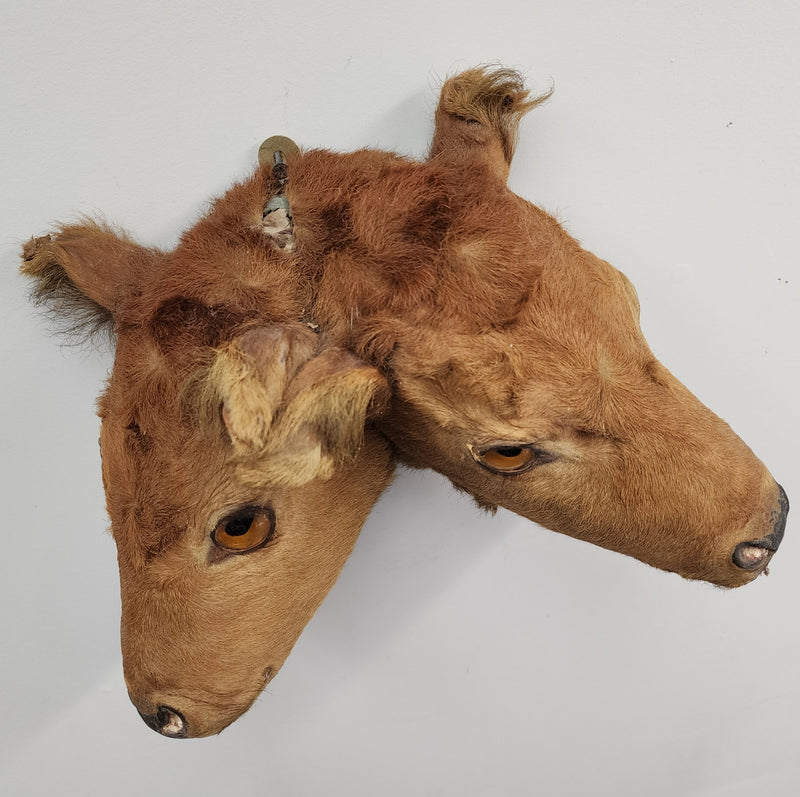 Two Headed Cow Taxidermy, Vintage (SALE)