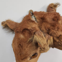 Two Headed Cow Taxidermy, Vintage (SALE)