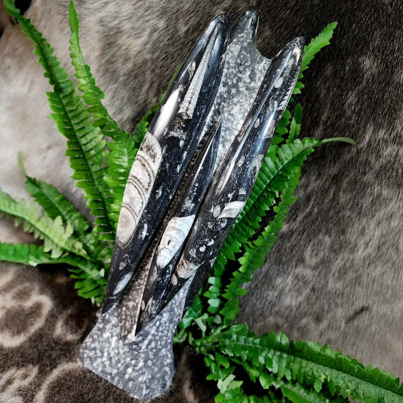 Orthoceras, Fossil Cephalopod (Towers)